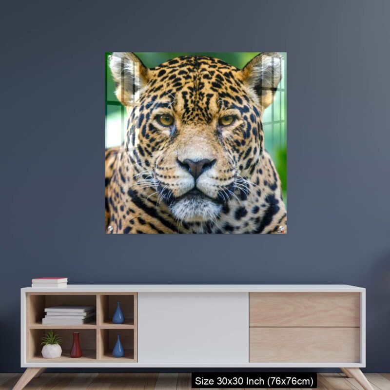 OMGs Acrylic Wall Decor – Jaguar looking at camera - Pantanal wetlands, Brazil