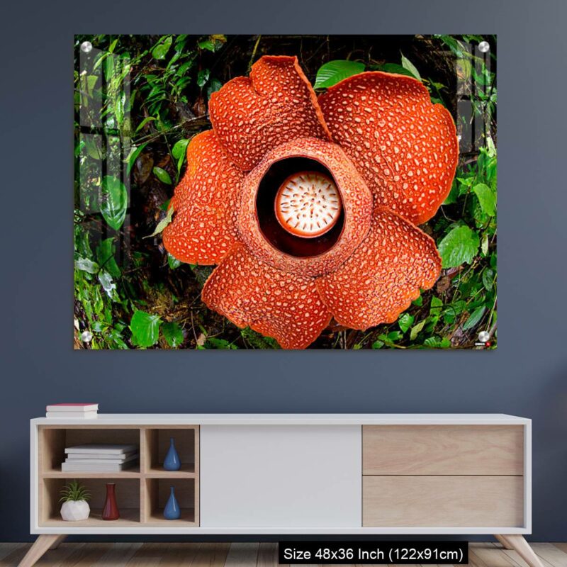 OMGs Acrylic Wall Decor – A beautiful Rafflesia arnoldii bloom in the tropical rainforest of Sumatra