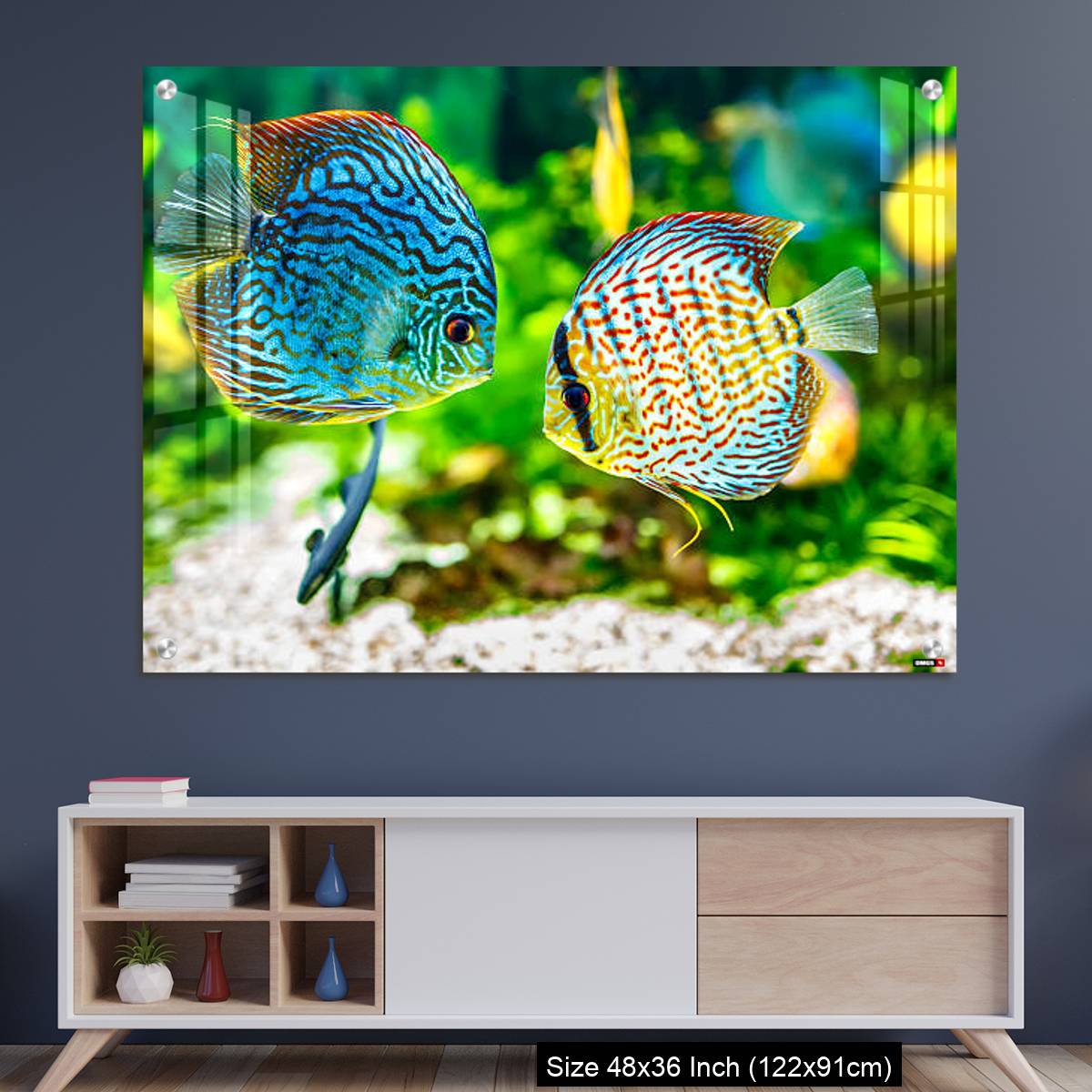 OMGs Acrylic Wall Decor – Aquarium displaying two tropical fish symphsodon discus