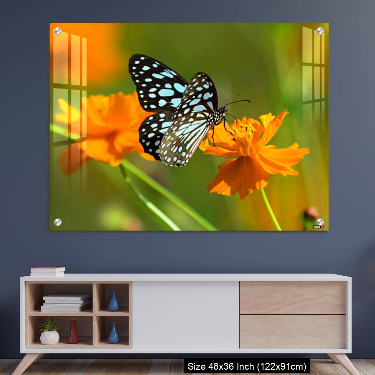 OMGs Acrylic Wall Decor – Blue tiger butterfly or Tirumala limniace on an orange flower