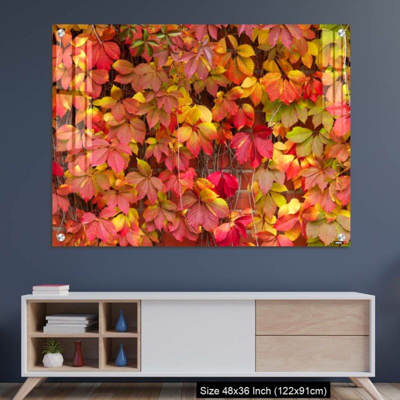 OMGs Acrylic Wall Decor – False Virginia creeper Parthenocissus inserta foliage in autumn colors