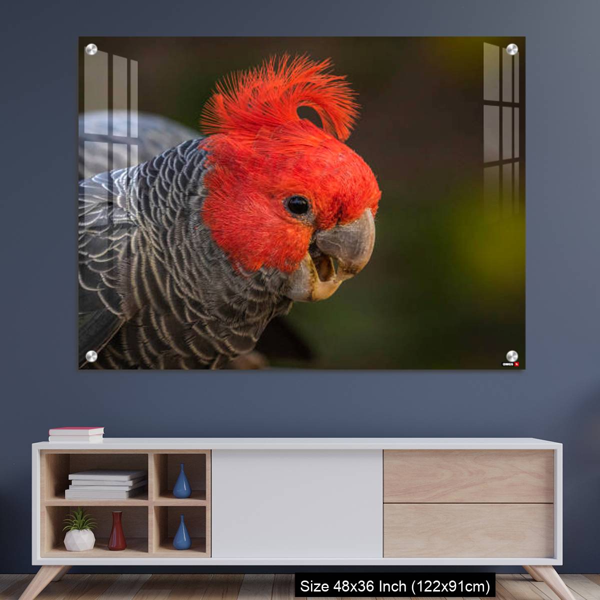 OMGs Acrylic Wall Decor – Gang-gang Cockatoo male eating food in a garden