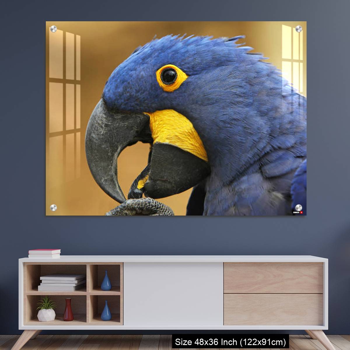 OMGs Acrylic Wall Decor – Hyacinth Macaw, anodorhynchus hyacinthinus, portrait of Adult with open Beak