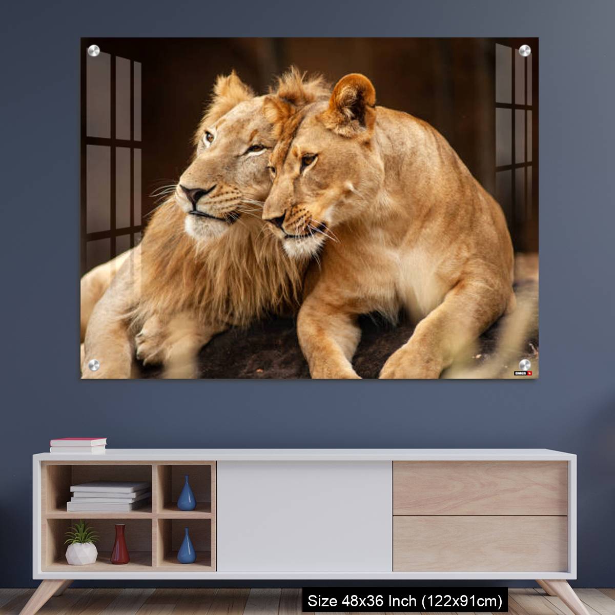 OMGs Acrylic Wall Decor – Male and Female Lions  lying down together on the ground