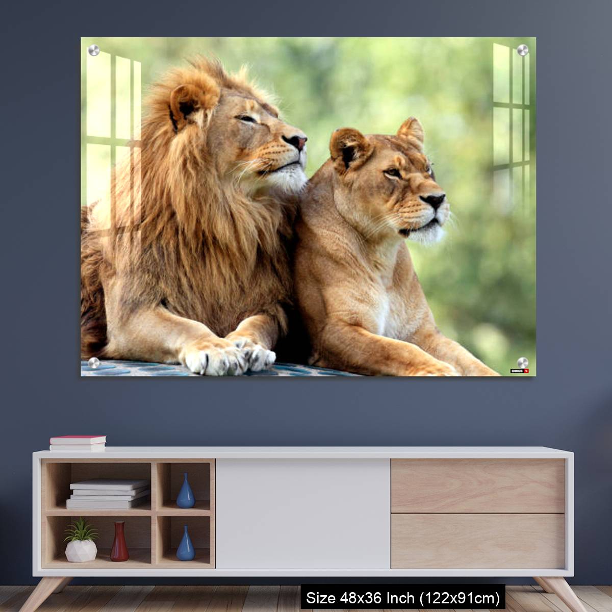 OMGs Acrylic Wall Decor – Pair of adult Lions in zoological garden