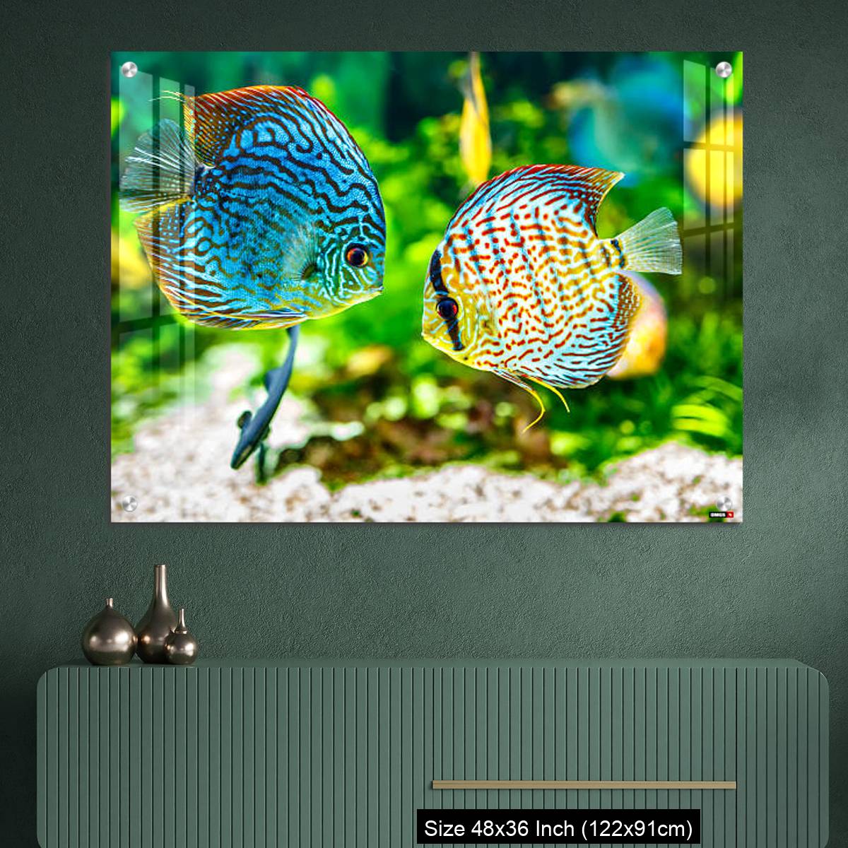 OMGs Acrylic Wall Decor – Aquarium displaying two tropical fish symphsodon discus - Image 2