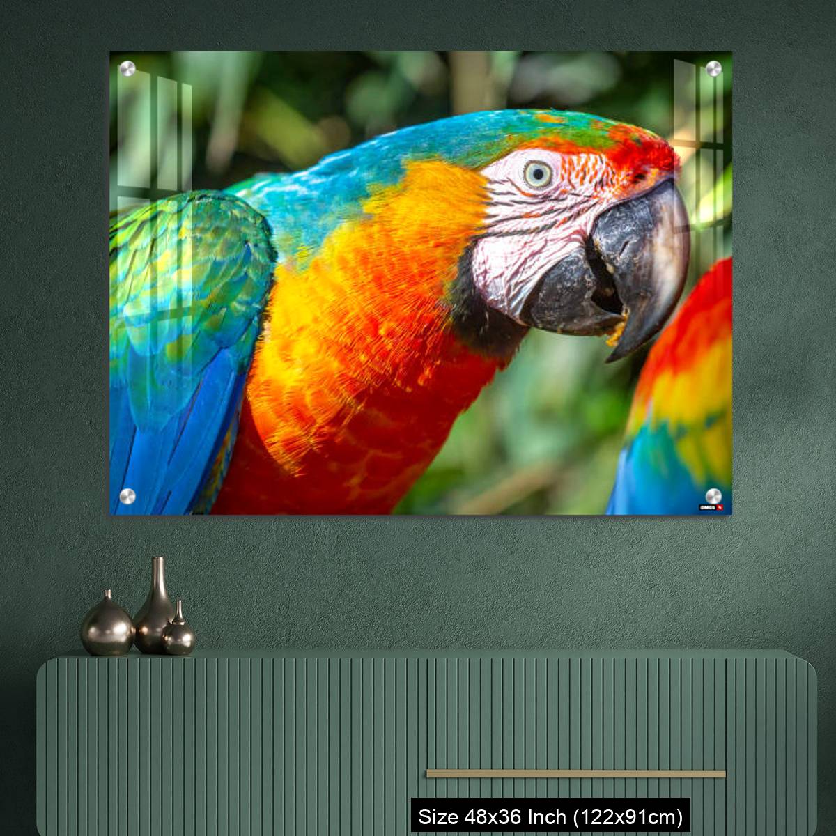 OMGs Acrylic Wall Decor – Colorful Macaw parrot looking at camera in Brazil - Image 2