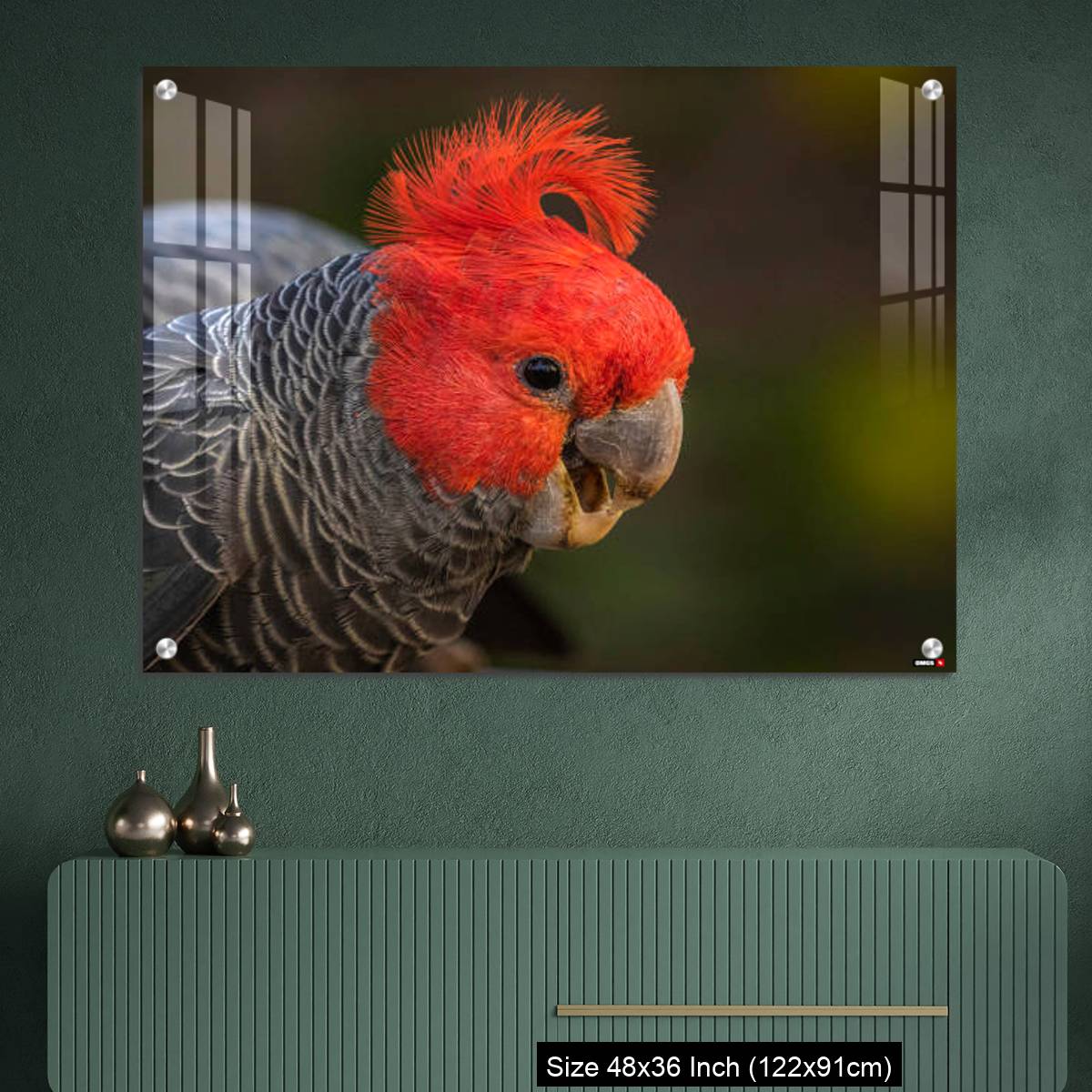 OMGs Acrylic Wall Decor – Gang-gang Cockatoo male eating food in a garden - Image 2