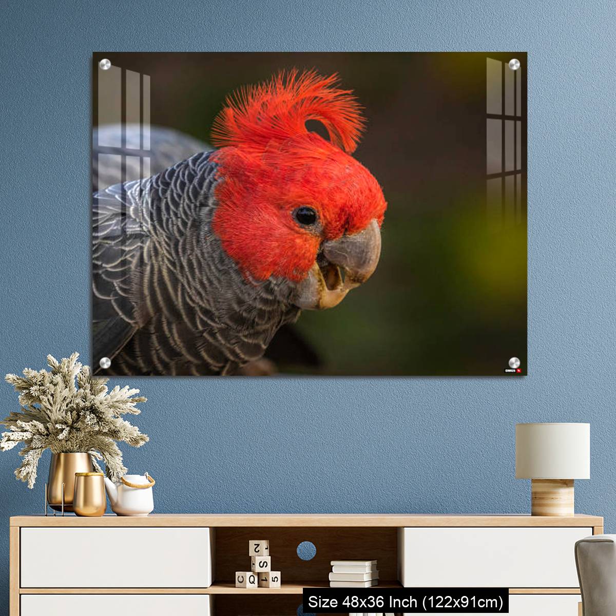 OMGs Acrylic Wall Decor – Gang-gang Cockatoo male eating food in a garden - Image 3