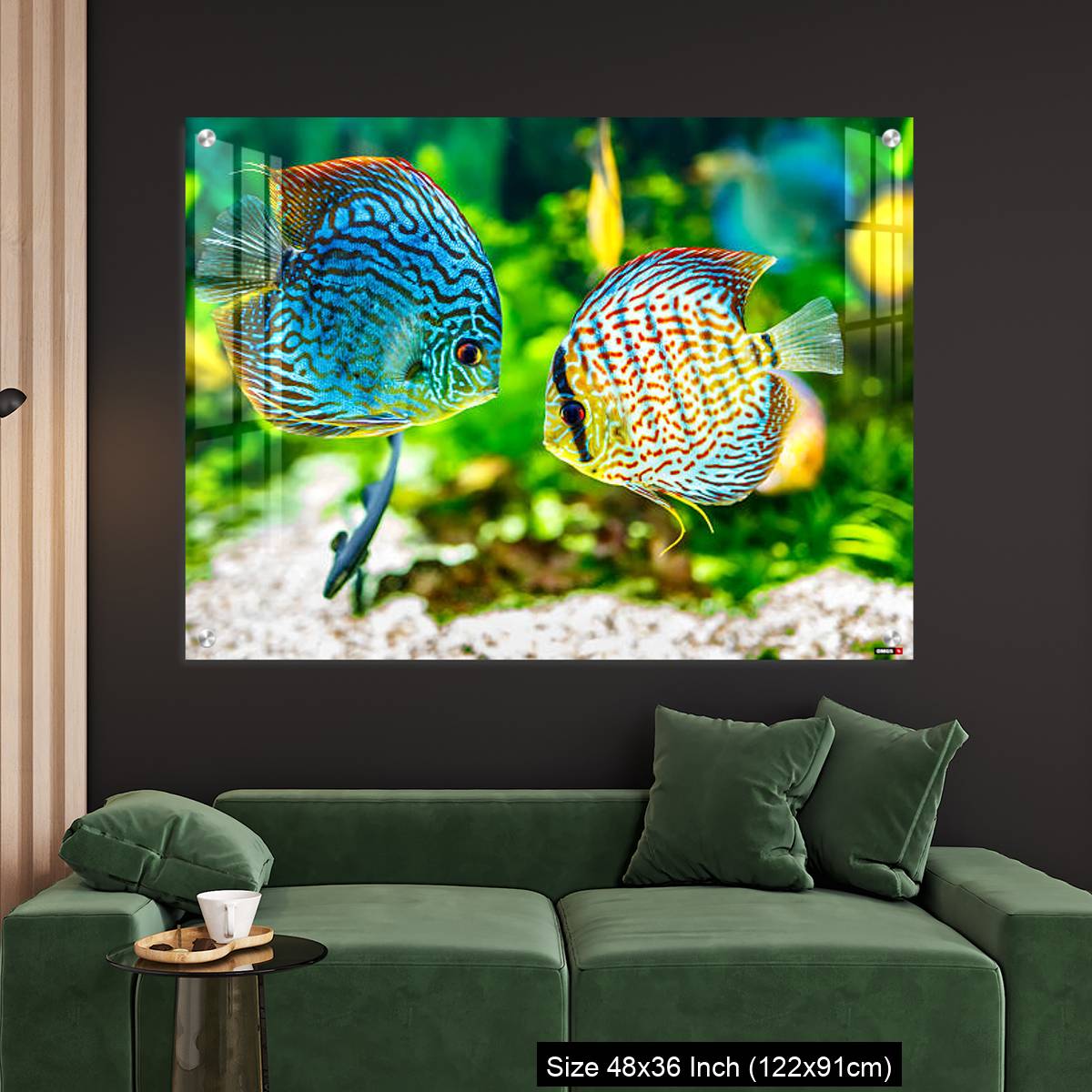 OMGs Acrylic Wall Decor – Aquarium displaying two tropical fish symphsodon discus - Image 4