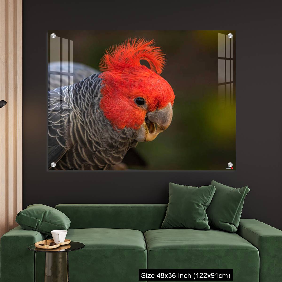 OMGs Acrylic Wall Decor – Gang-gang Cockatoo male eating food in a garden - Image 4