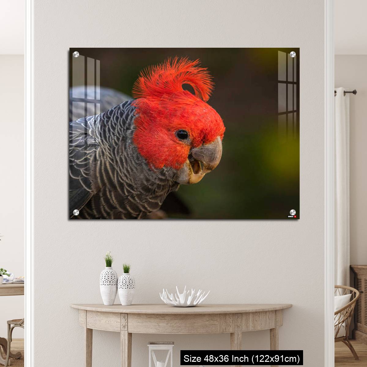 OMGs Acrylic Wall Decor – Gang-gang Cockatoo male eating food in a garden - Image 5