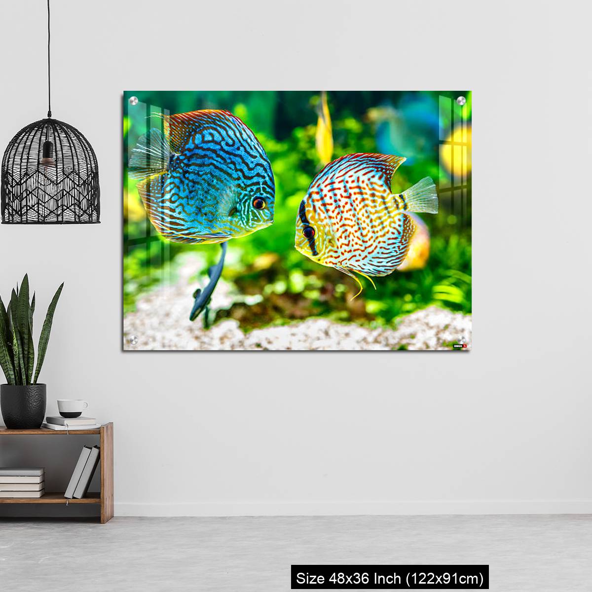 OMGs Acrylic Wall Decor – Aquarium displaying two tropical fish symphsodon discus - Image 6