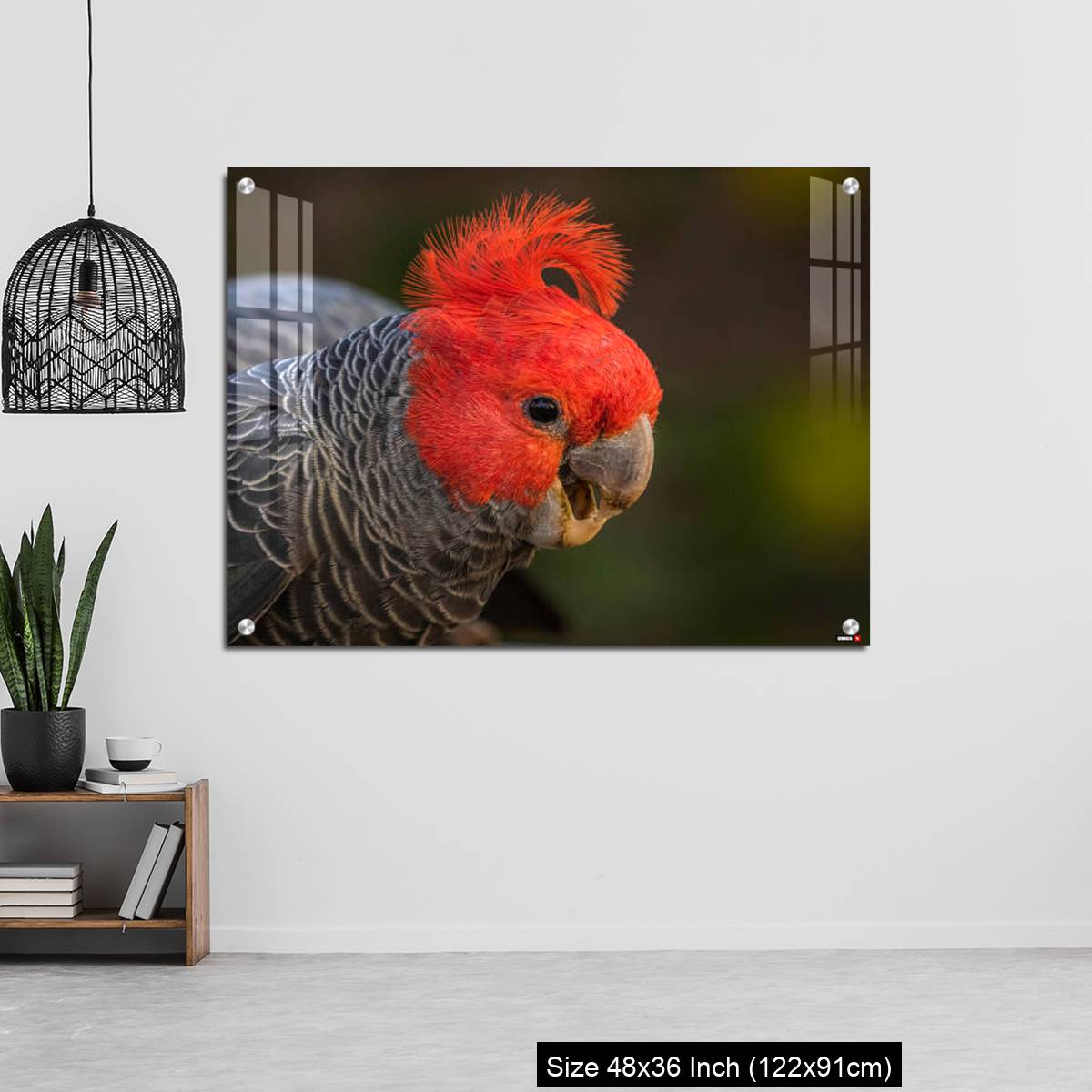 OMGs Acrylic Wall Decor – Gang-gang Cockatoo male eating food in a garden - Image 6