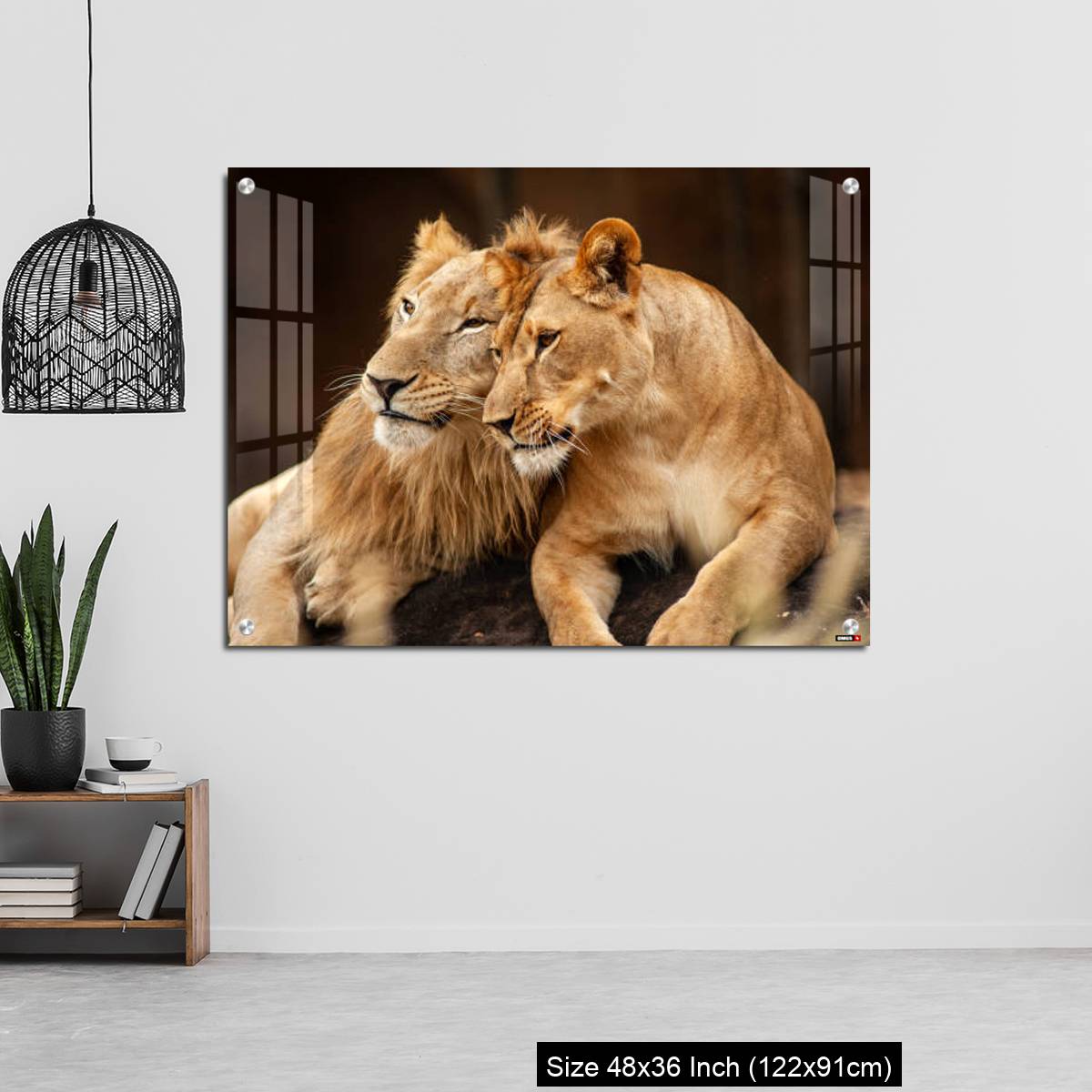 OMGs Acrylic Wall Decor – Male and Female Lions  lying down together on the ground - Image 6