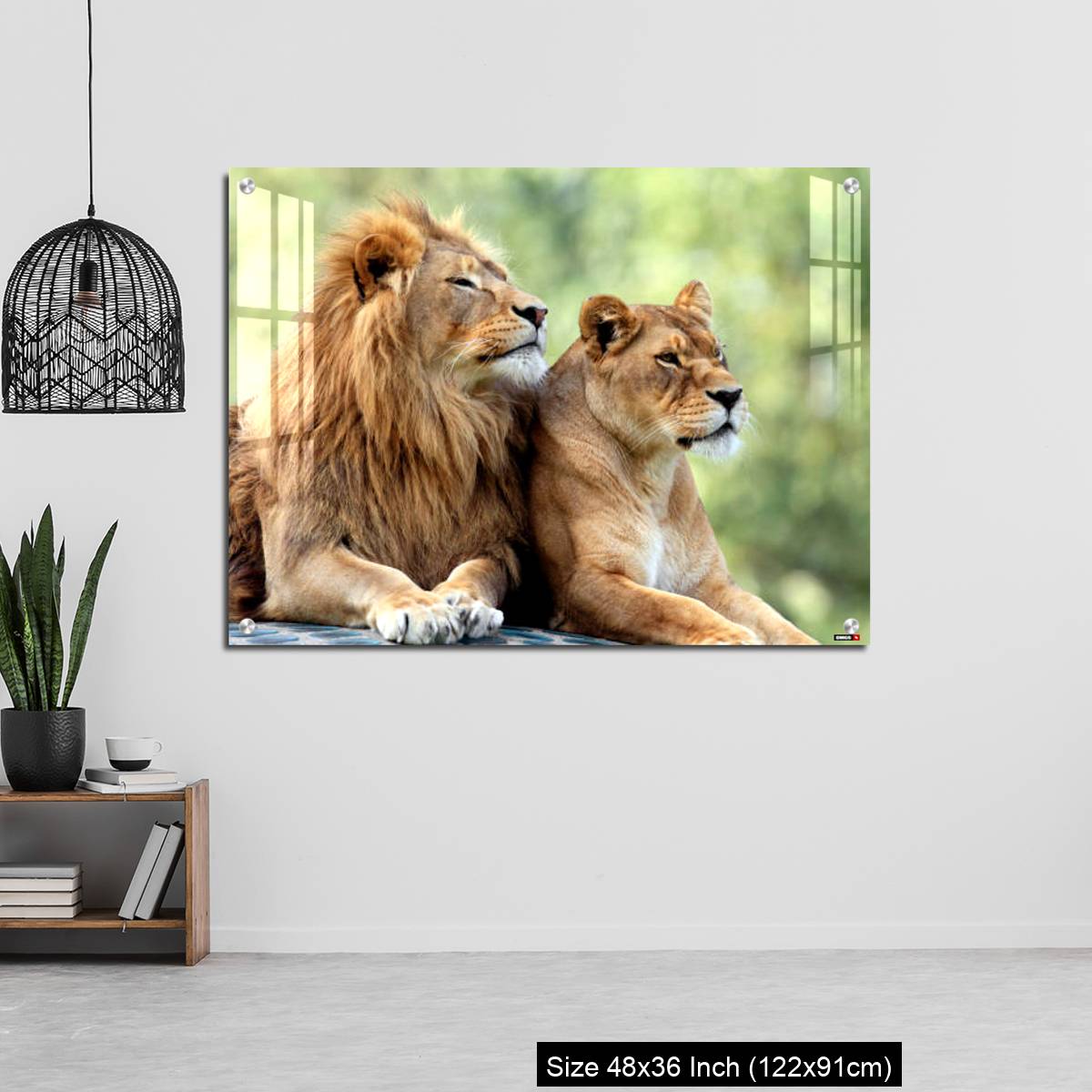 OMGs Acrylic Wall Decor – Pair of adult Lions in zoological garden - Image 6