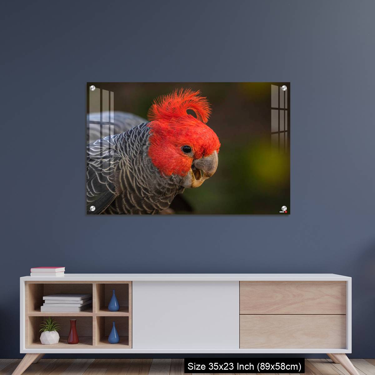 OMGs Acrylic Wall Decor – Gang-gang Cockatoo male eating food in a garden - Image 8