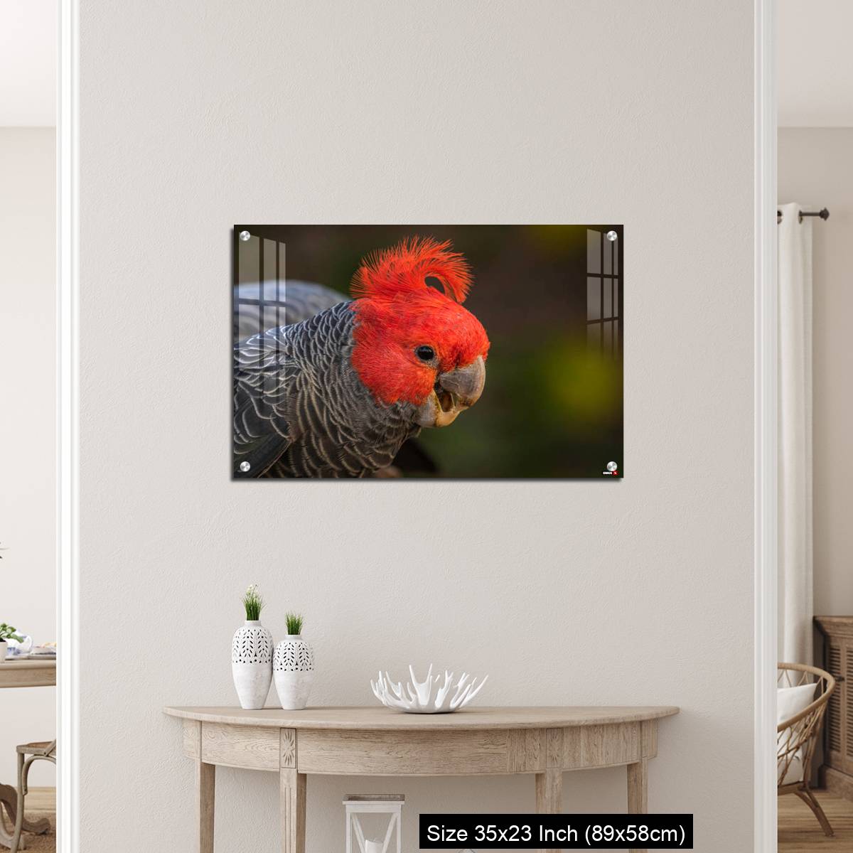 OMGs Acrylic Wall Decor – Gang-gang Cockatoo male eating food in a garden - Image 12