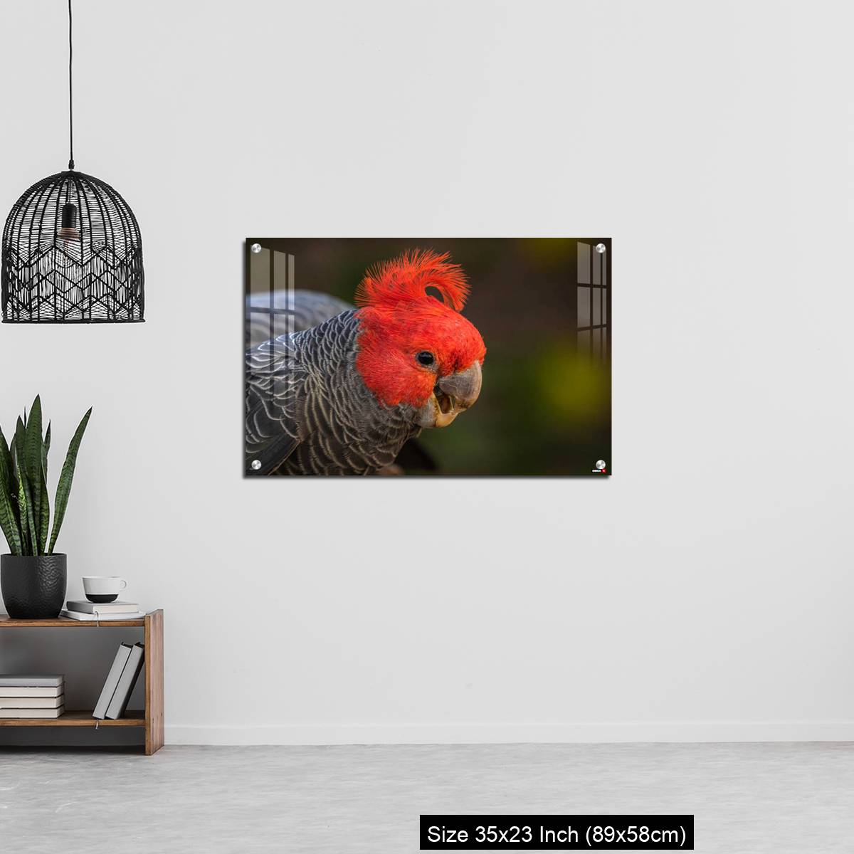OMGs Acrylic Wall Decor – Gang-gang Cockatoo male eating food in a garden - Image 13