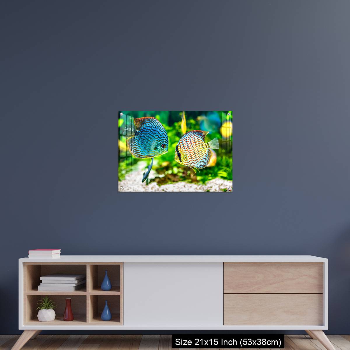 OMGs Acrylic Wall Decor – Aquarium displaying two tropical fish symphsodon discus - Image 15