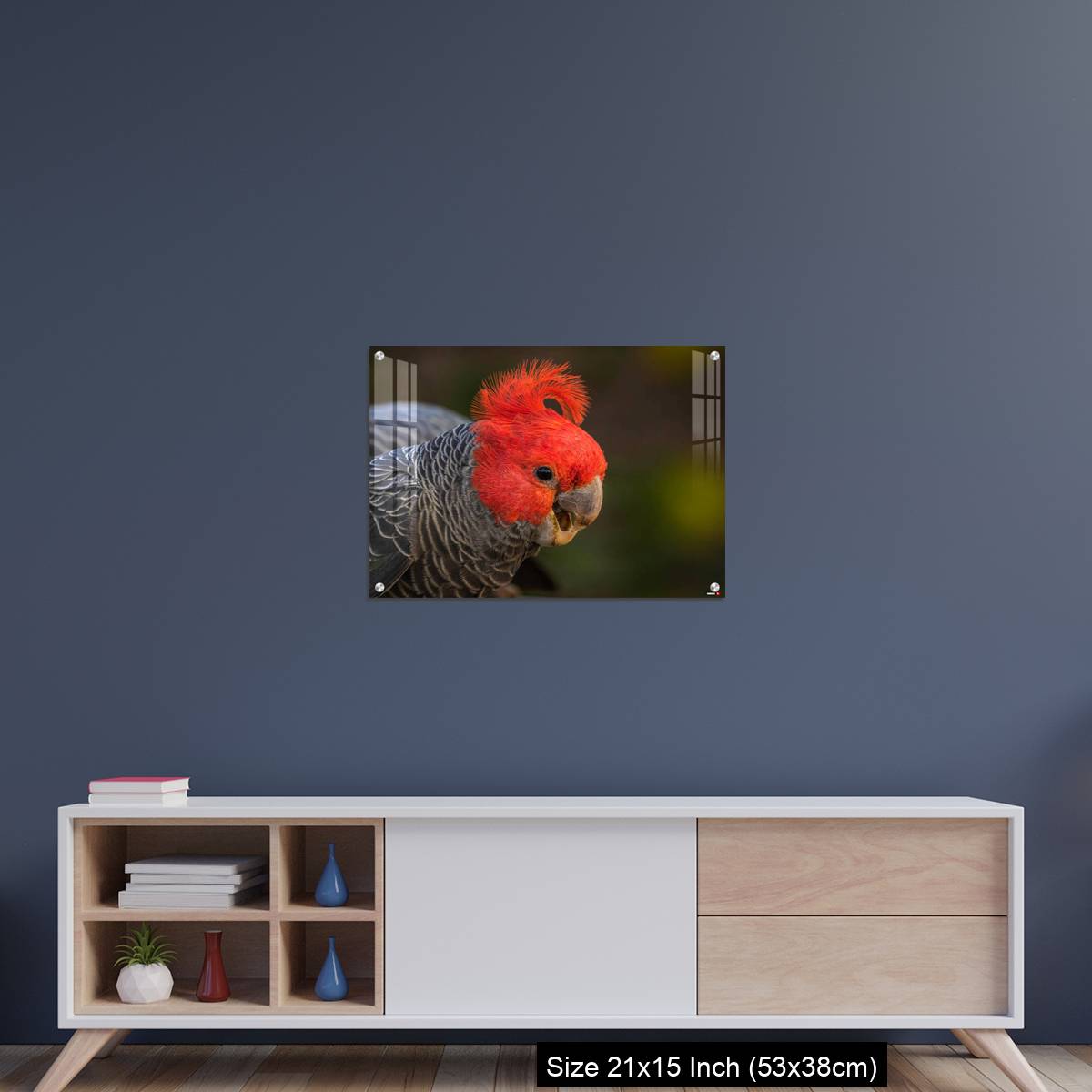 OMGs Acrylic Wall Decor – Gang-gang Cockatoo male eating food in a garden - Image 15