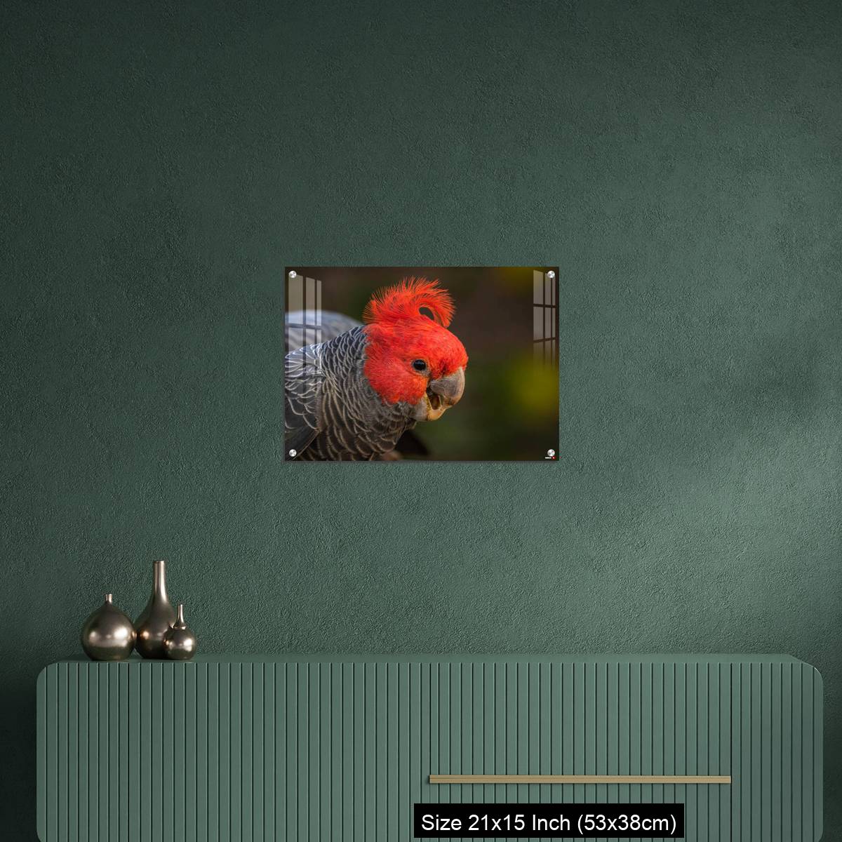 OMGs Acrylic Wall Decor – Gang-gang Cockatoo male eating food in a garden - Image 16