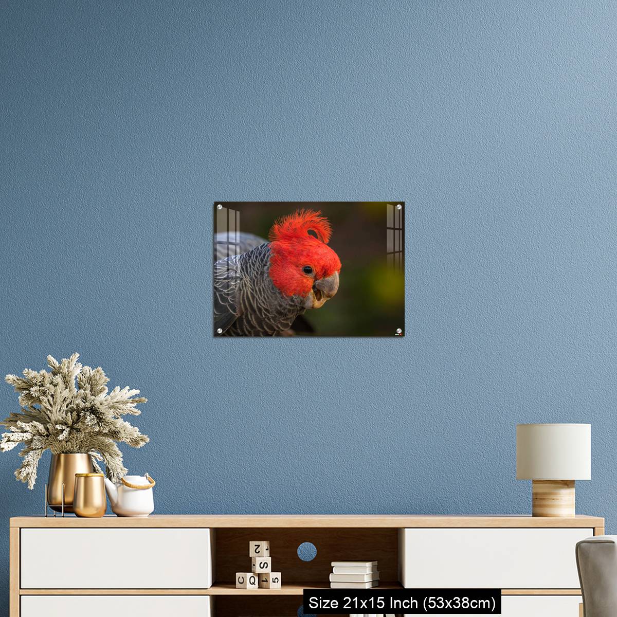 OMGs Acrylic Wall Decor – Gang-gang Cockatoo male eating food in a garden - Image 17