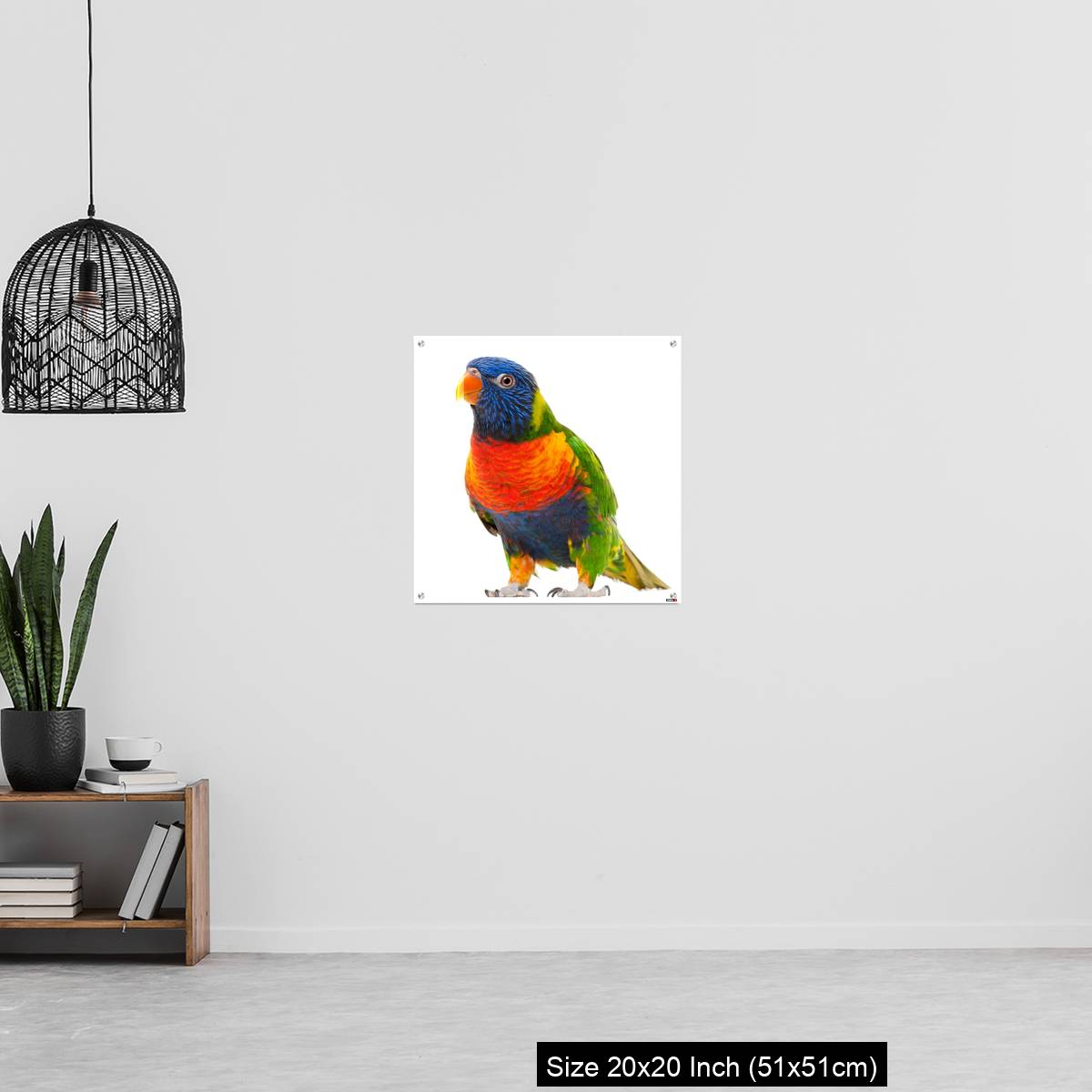 OMGs Acrylic Wall Decor – Rainbow Lorikeet, Trichoglossus haematodus - Image 20