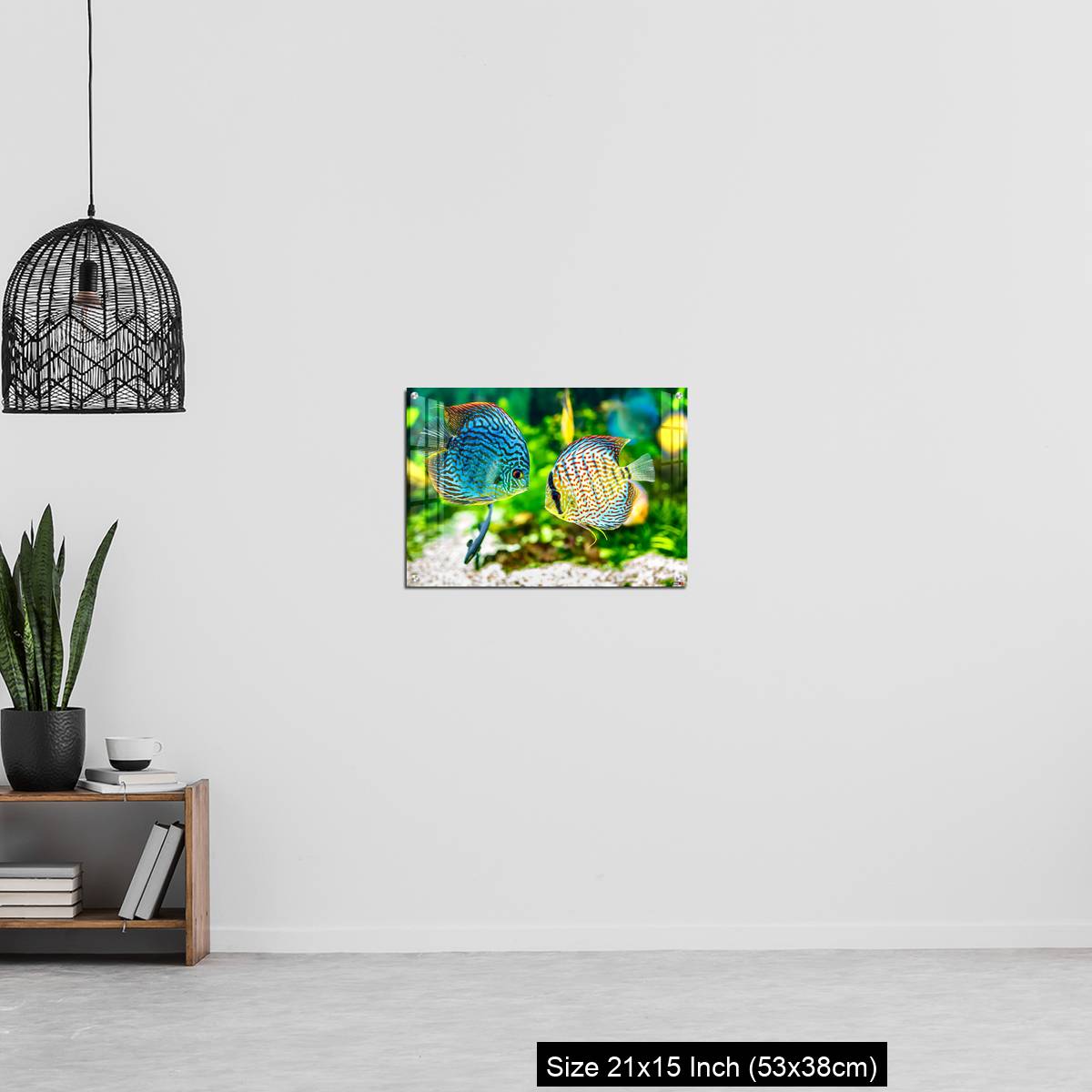 OMGs Acrylic Wall Decor – Aquarium displaying two tropical fish symphsodon discus - Image 20