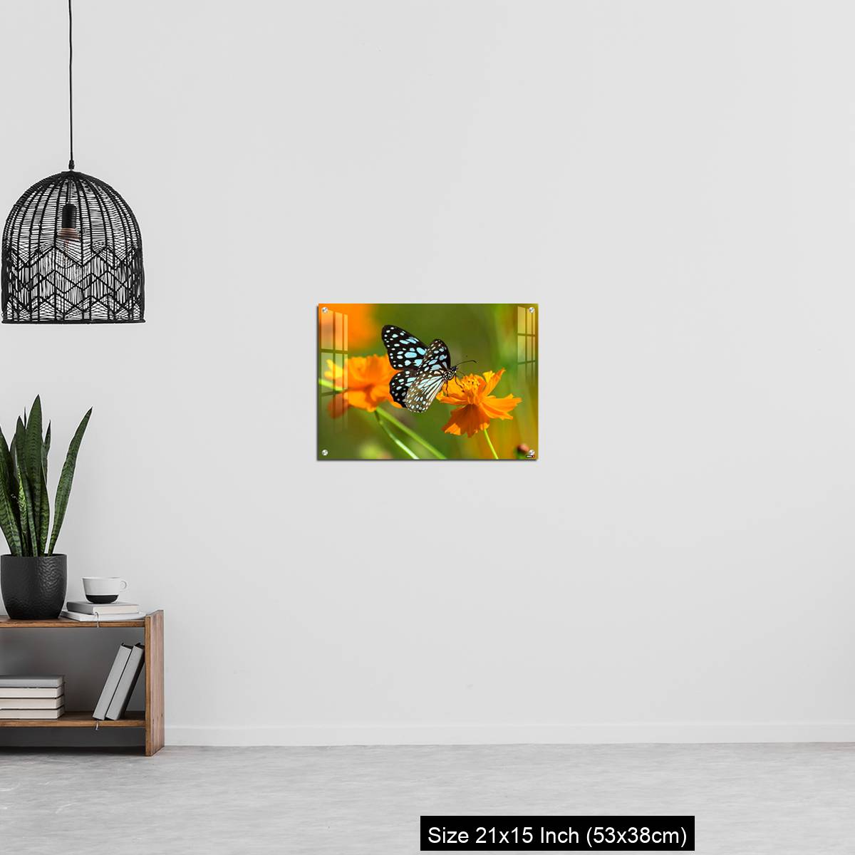OMGs Acrylic Wall Decor – Blue tiger butterfly or Tirumala limniace on an orange flower - Image 20