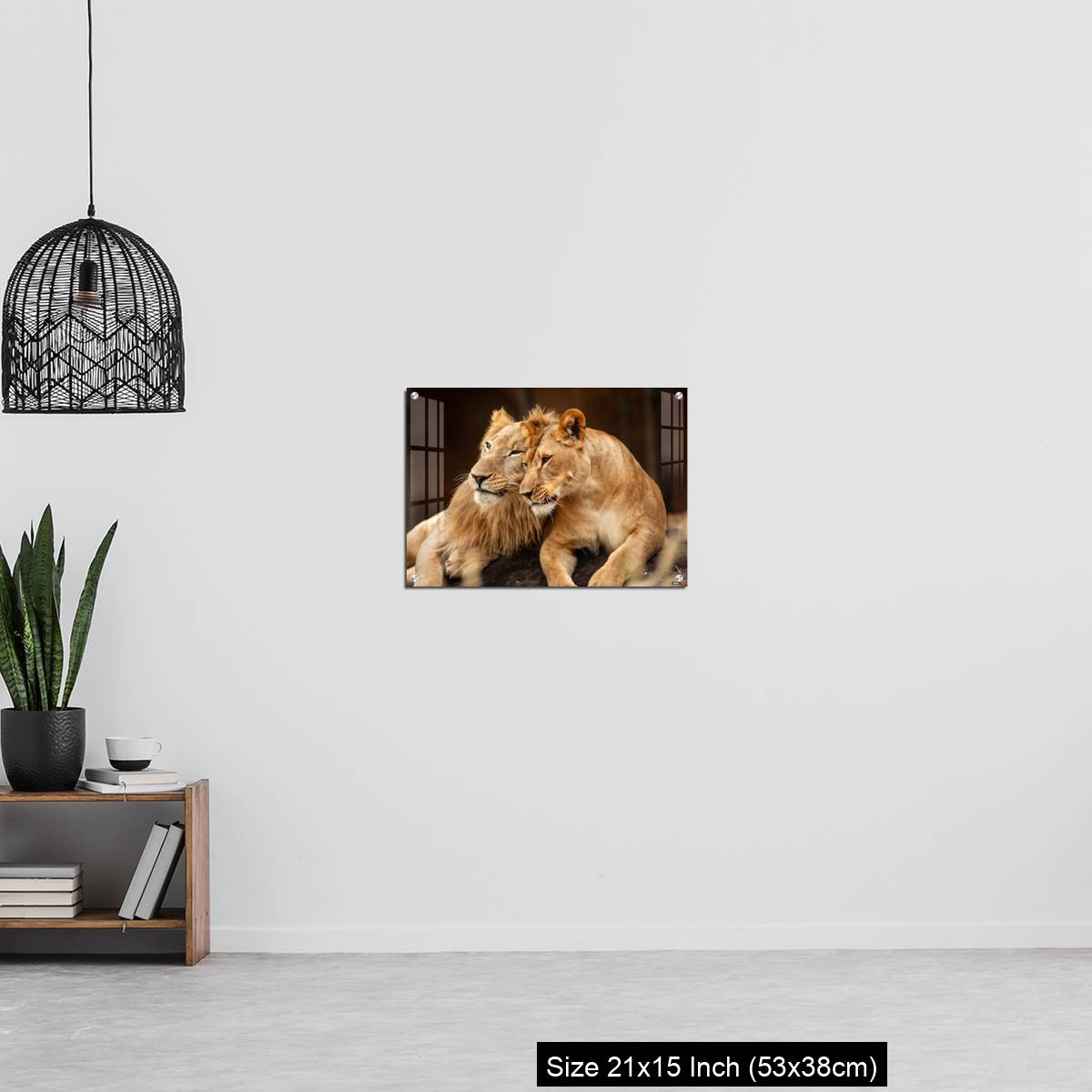 OMGs Acrylic Wall Decor – Male and Female Lions  lying down together on the ground - Image 20