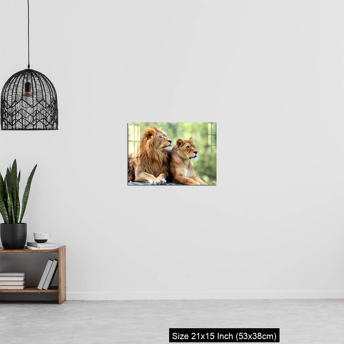 OMGs Acrylic Wall Decor – Pair of adult Lions in zoological garden - Image 20