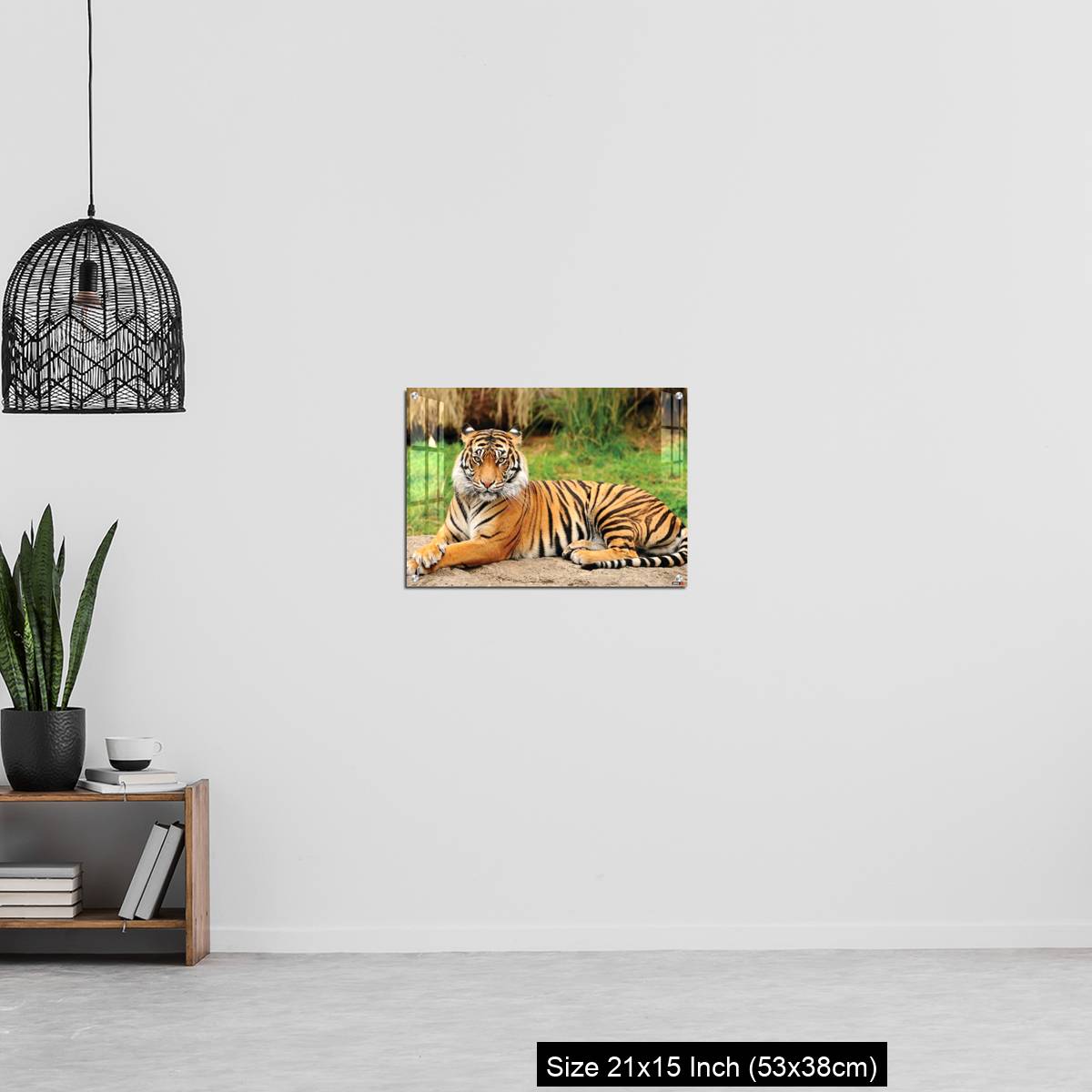 OMGs Acrylic Wall Decor – Royal Bengal Tiger alert and Staring at the Camera - Image 20