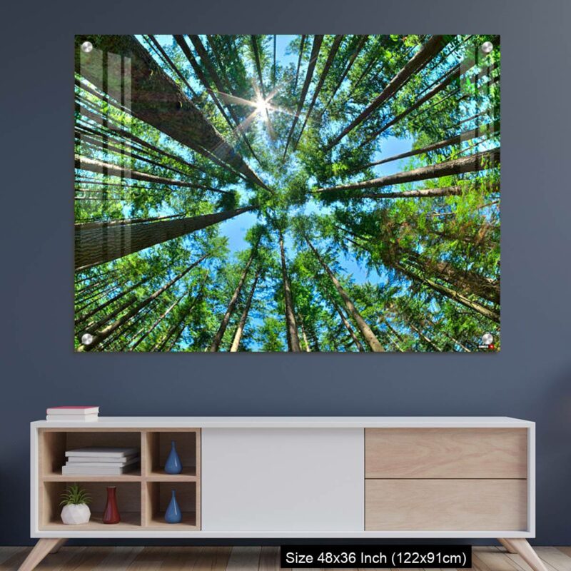 OMGs Acrylic Wall Decor – Look up in a dense pine forest