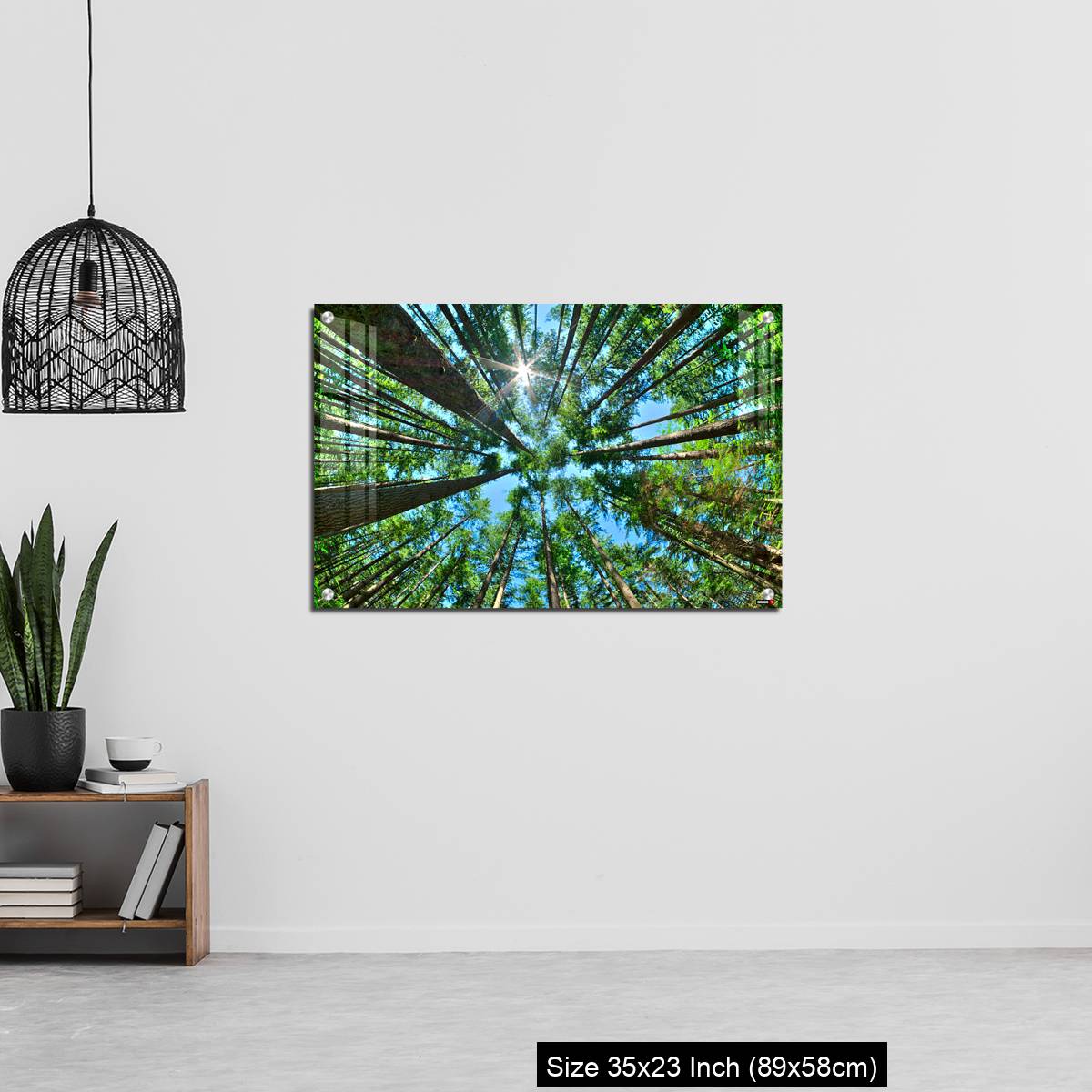 OMGs Acrylic Wall Decor – Look up in a dense pine forest - Image 13